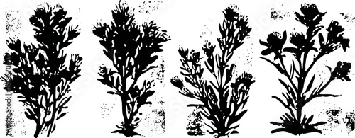 four detailed black silhouette seaweed plants collection isolated on white background