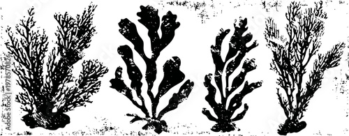Black silhouette illustrations of different types of seaweed and underwater plants