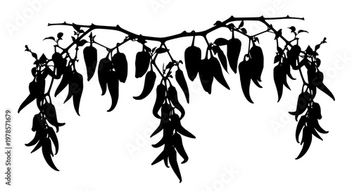 Hanging Chili Branch Vector with Heavy Pepper Composition