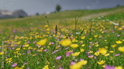 Wallpaper Mural Yellow and purple wildflowers bloom in a green alpine meadow. Ground level tracking shot reveals blooming spring plants covering the mountain valley Torontodigital.ca