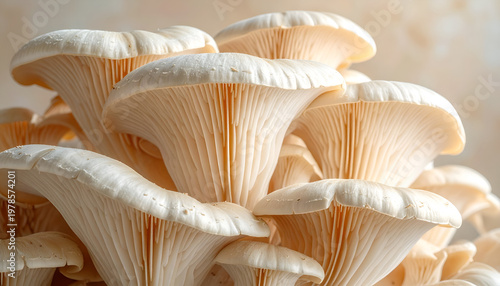 Close-up of Freshly Harvested Oyster Mushrooms with Detailed Gills.