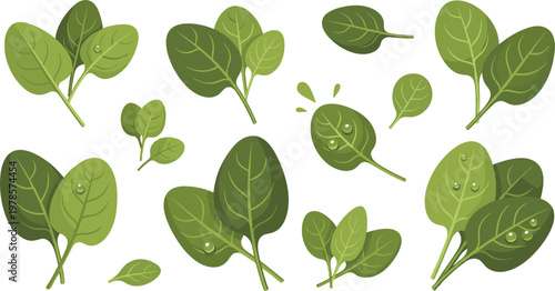 Spinach leaves collection with fresh green leafy vegetable elements, healthy organic salad ingredient vector illustration set for food and nutrition design