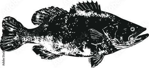 Black and white detailed illustration of a largemouth bass fish swimming sideways