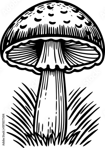 Vintage mushroom illustration with spotted cap and textured stem in grass detail