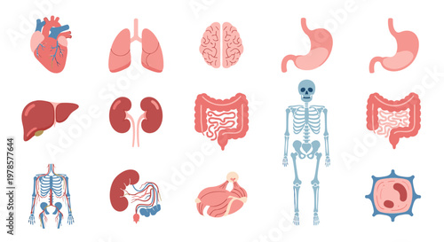 Human Body Organs and Skeleton System.