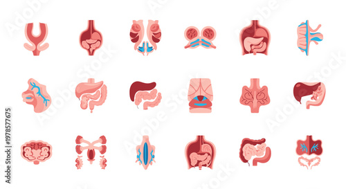 Human Organ Anatomy Illustration.