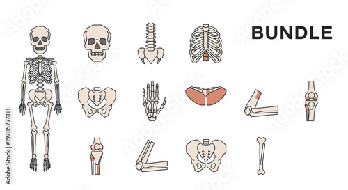 Human skeleton and bone illustrations.