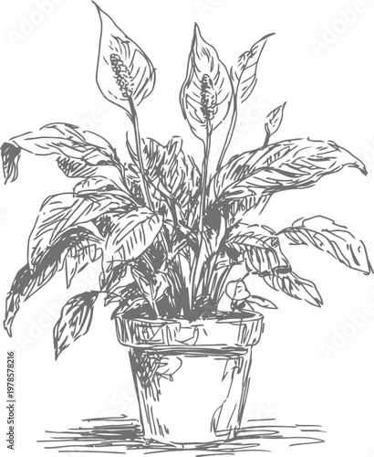 Hand drawn sketch of a potted peace lily plant with large leaves and flower spikes