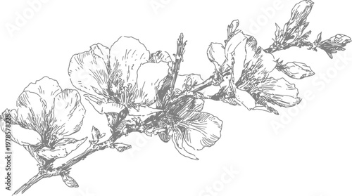 Delicate almond blossoms branch with flowers and leaves hand drawn botanical sketch in black and white