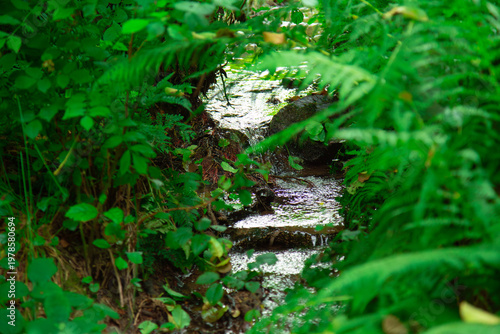 Small forest stream flowing through dense Pteridium aquilinum ferns and green vegetation in natural woodland environment