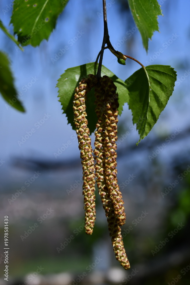 Fototapeta premium I fiori delle betulle, in primavera si allungano a formare rigogliose spighe.