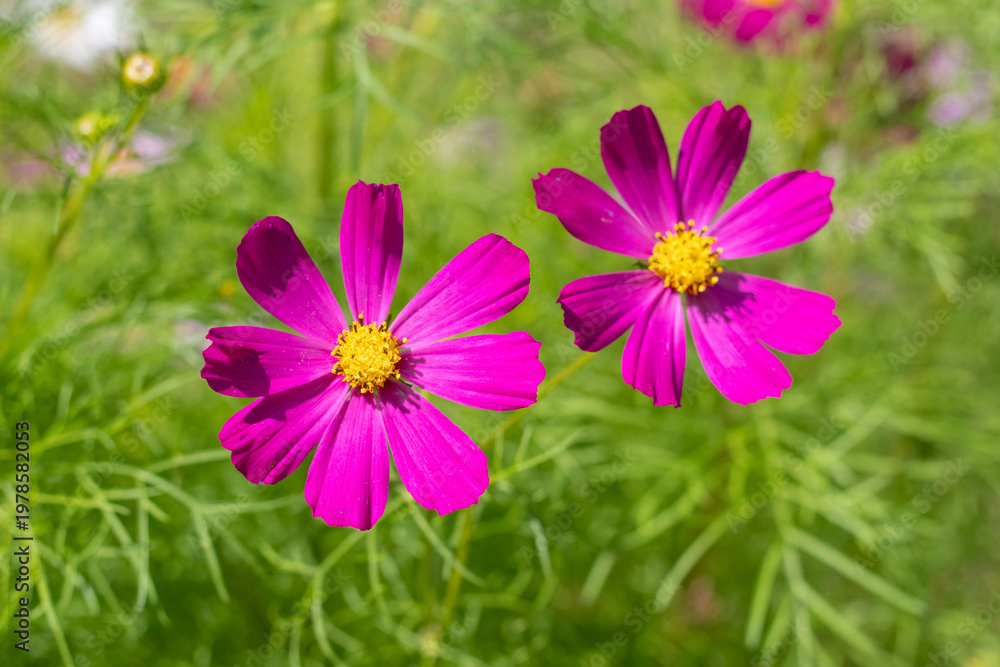 Obraz premium Bright pink purple cosmos flowers with yellow centers among green grass in sunny summer garden with natural blurred background