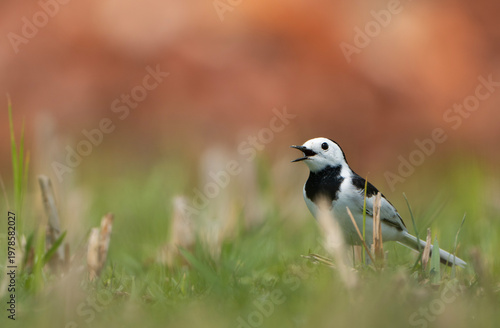 A White Wagtail (Motacilla alba)