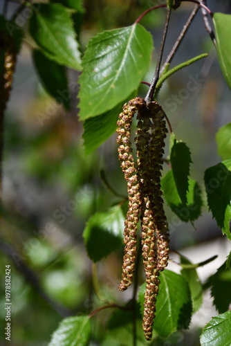 I fiori delle betulle, in primavera si allungano a formare rigogliose spighe.