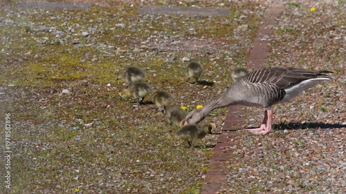 Family of gray geese with cute chicks outdoors eating grass on a sunny spring day at Swiss villages of Wangen Lachen at Canton of Schwyz. Video shot April 7th, 2026, Wangen Lachen, Switzerland.