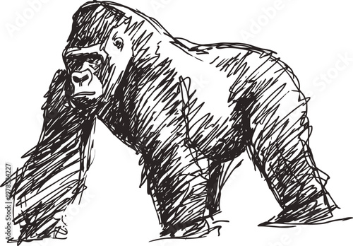 strong gorilla sketch primate standing on all fours, wild animal drawing, nature and wildlife illustration