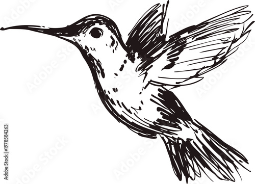 Hand drawn hummingbird in flight sketch black and white detailed bird illustration with wings spread