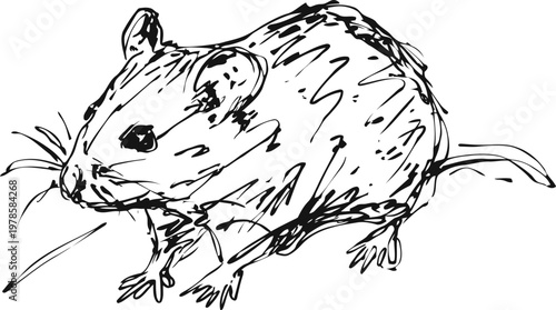 Hand drawn mouse illustration in sketch with detailed fur and whiskers