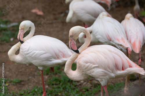 greater flamingo