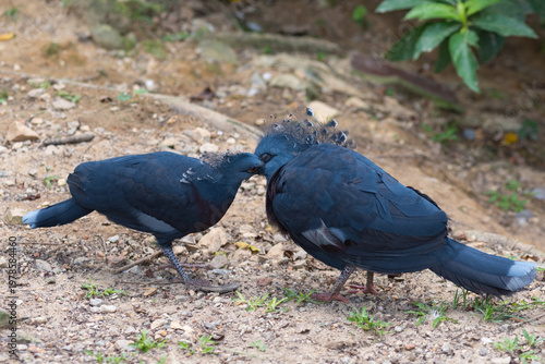 Victoria crowned pigeons (Goura victoria)