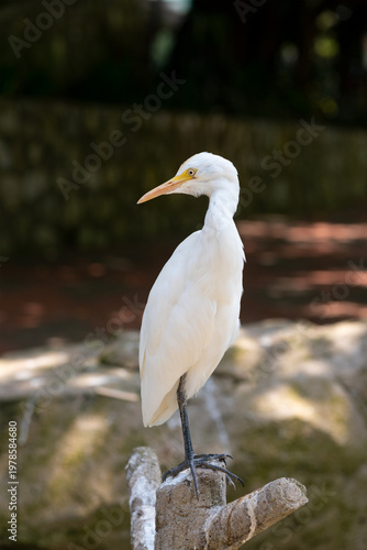 cattle egret, Bubulcus ibis, at zoo