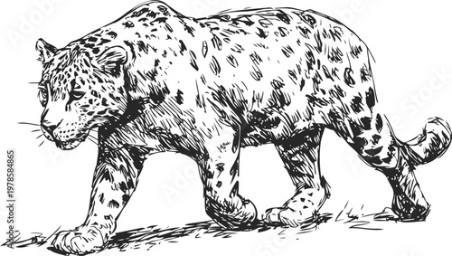 Hand drawn jaguar walking in nature vintage wild cat sketch with detailed fur and spots african wildlife illustration