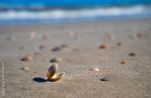 An open clam shell on the sandy beach of Spiekeroog, a North Sea island in the Wadden Sea National Park (East Frisia, Lower Saxony, Germany). Fine grains of sand are blown by a strong wind.