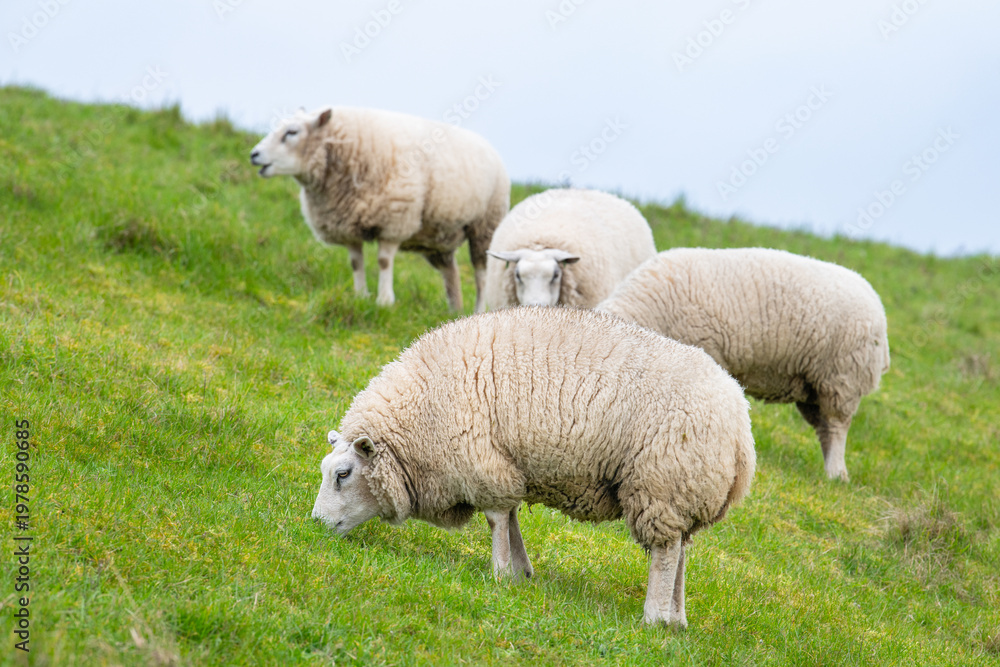 Fototapeta premium Flock of sheep on a pasture, livestock animal farm, stockbreeding, faming and agriculture in the Netherlands, sheeps on spring meadow 