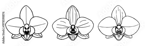 Orchid seed set with hand-inked line art depicting a single seed, featuring botanical, floral, and orchid illustration with delicate line and linear simplicity