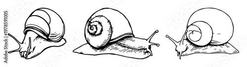 Snail radula set with hand-drawn organic illustration featuring tiny teeth, microscopic detail, soft lines with white background and pale shading