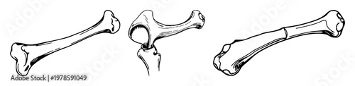 Femur bone set with hand-drawn line art profile on white background featuring anatomy, medical illustration, skeletal structure with line art and minimalist design