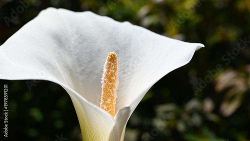 white calla lily