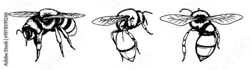 Bumblebee stinger and venom sac set with hand‑drawn line art illustration featuring bumblebee anatomy, stinger detail, venom sac highlighting with vector graphics and medical illustration