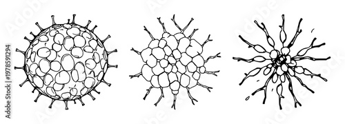 Pollen grain set with hand-drawn organic line art design featuring microscopic view, scientific illustration, botany with allergy and biology