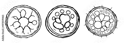 Plant stem cell set with rough sketchy line art cross-section featuring biology, anatomy, cellular structure with botanical and microscopic illustration