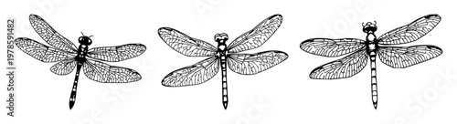 Dragonfly wing set with sketchy hand-drawn line art featuring delicate vein patterns, natural illustration, artistic design with white background and minimalism