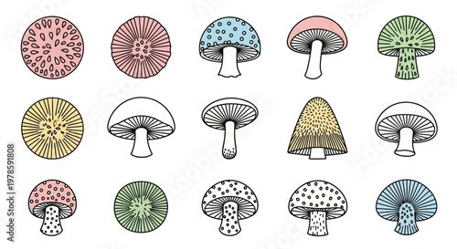 Colorful illustration of various mushrooms.