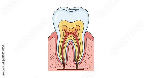 Anatomy of a human tooth structure.
