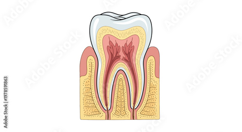 Detailed anatomy of a human tooth.
