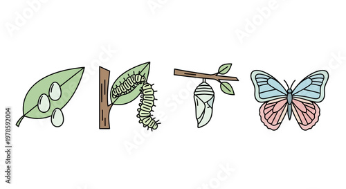Butterfly Life Cycle Stages Transformation.