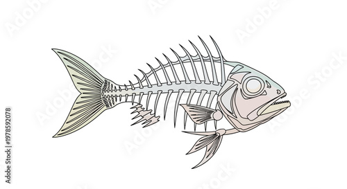 Fish skeleton side view illustration.