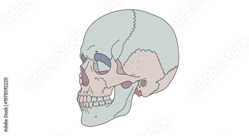 Human Skull Anatomy Illustration.