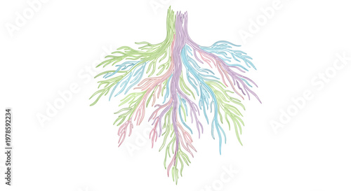 Human Lung Anatomy Medical Illustration.