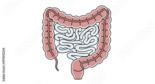 Human Large Intestine Anatomy Illustration.
