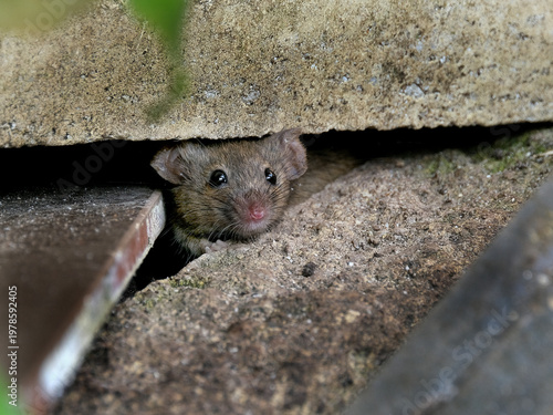 The house mouse (Mus musculus) is a small mammal of the rodent family Muridae, characteristically having a pointed snout, large rounded ears, and a long and almost hairless tail
