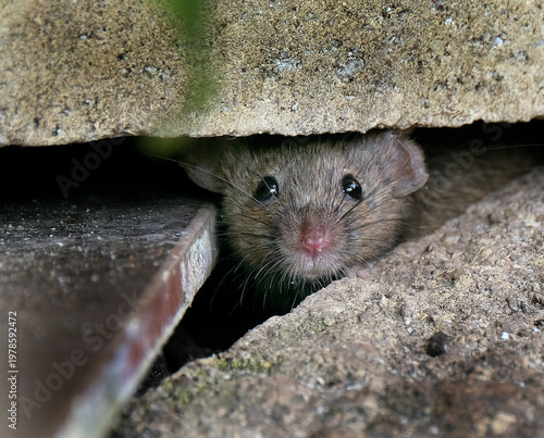The house mouse (Mus musculus) is a small mammal of the rodent family Muridae, characteristically having a pointed snout, large rounded ears, and a long and almost hairless tail
