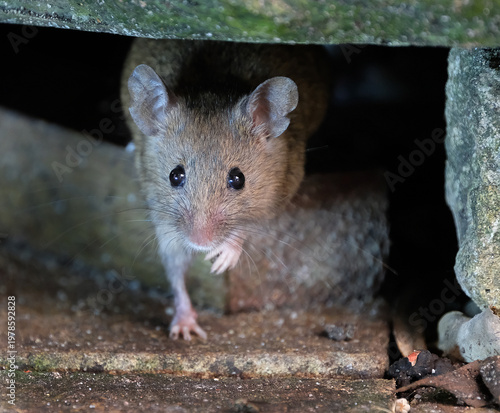 The house mouse (Mus musculus) is a small mammal of the rodent family Muridae, characteristically having a pointed snout, large rounded ears, and a long and almost hairless tail