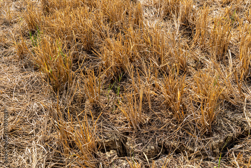 Foto A parched agricultural field showing dry, golden crop stubble and cracked, dehydrated soil