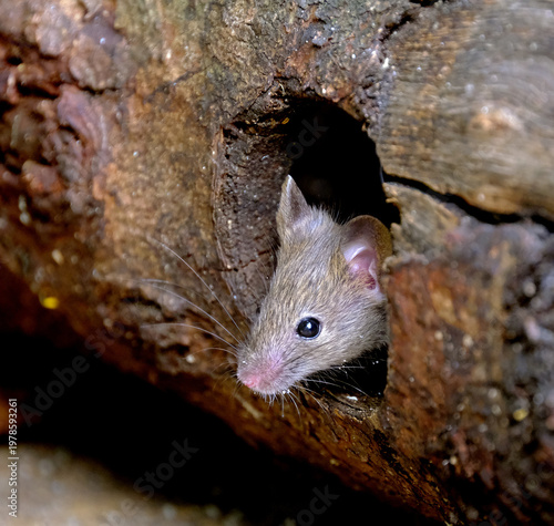 The house mouse (Mus musculus) is a small mammal of the rodent family Muridae, characteristically having a pointed snout, large rounded ears, and a long and almost hairless tail. 