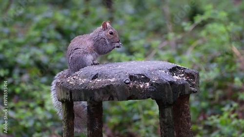The eastern gray squirrel (Sciurus carolinensis), spelled as grey squirrel outside of the United States, is a species of tree squirrel in the genus Sciurus.